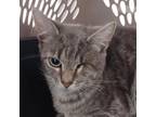 Adopt Left Eye a Domestic Short Hair