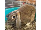 Adopt Maria a Holland Lop