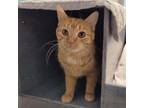 Adopt Flare and Flicker a Domestic Short Hair