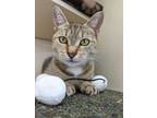 Adopt Lorrie (24-072) a Tabby