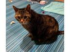 Adopt Snuggles - In Foster a Domestic Short Hair