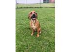 Adopt Wheezy a Hound (Unknown Type) / Mixed dog in Marion, OH (41261552)