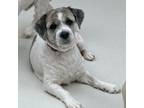 Adopt Rubbermaid a Lhasa Apso