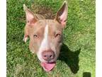 Adopt Angel Frost a Pit Bull Terrier