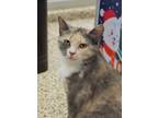 Adopt Darla 53030 a Domestic Short Hair