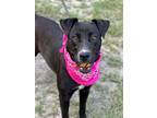 Adopt Autumn a Labrador Retriever