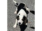 Adopt Alice $25 a Parson Russell Terrier, Mixed Breed