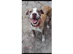 Adopt Cupcake a Staffordshire Bull Terrier, Mixed Breed