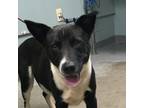 Adopt Sweet Pea a Border Collie