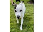 Adopt Pookie a Parson Russell Terrier, Mixed Breed