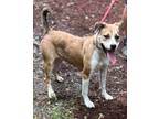 Adopt Chaney a Mixed Breed