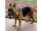 Adopt Juniper a German Shepherd Dog