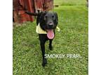 Adopt Smokey Pearl a Mixed Breed