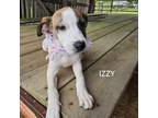 Adopt Izzy a Mixed Breed