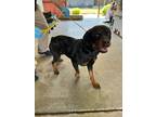 Adopt Bella a Rottweiler / Mixed dog in Lindsay, CA (41458247)