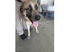 Adopt DOPEY a Shepherd (Unknown Type) / St. Bernard / Mixed dog in Lindsay