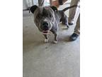 Adopt KING a Staffordshire Bull Terrier / Mixed dog in Lindsay, CA (41458244)