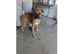 Adopt TARA a Boxer / Mixed dog in Lindsay, CA (41458242)
