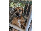 Adopt MAGNIS a Mastiff / Boxer / Mixed dog in Lindsay, CA (41407901)