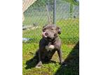 Adopt Hippo a Pit Bull Terrier