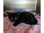 Adopt Shadow Girl a Domestic Short Hair