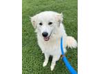 Adopt Courtney a Great Pyrenees, Mixed Breed