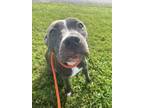 Adopt Dulce de Leche a Pit Bull Terrier, Mixed Breed