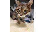Adopt Twinkletoes a Domestic Short Hair