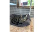 Adopt Tasha a Domestic Short Hair