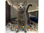 Adopt Robin a Domestic Short Hair