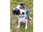 Adopt Zoey a Australian Shepherd, Mixed Breed