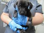 Adopt DOPEY a Labrador Retriever, Mixed Breed