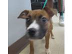 Adopt TIARA a Boxer, Mixed Breed