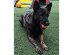 Adopt Sloane - In Foster a Dutch Shepherd