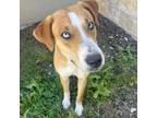 Adopt Star a Foxhound