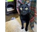 Adopt Gabby a Domestic Short Hair