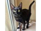 Adopt Nirvana a Domestic Short Hair