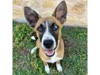 Adopt Anastasia a Mixed Breed, Basenji