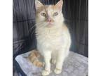 Adopt Pompey a Domestic Short Hair