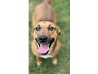 Adopt Edam a Pit Bull Terrier, Hound