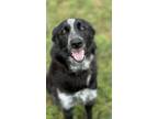 Adopt Shadow a Border Collie, Mixed Breed