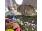 Adopt Sticky a Domestic Shorthair / Mixed (short coat) cat in Hillsboro