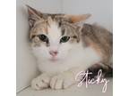 Adopt Sticky a Domestic Shorthair / Mixed (short coat) cat in Hillsboro