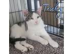Adopt Tricky a Domestic Shorthair / Mixed (short coat) cat in Hillsboro
