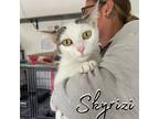 Adopt Skyrizi a Domestic Shorthair / Mixed (short coat) cat in Hillsboro