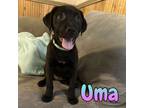 Adopt Uma a American Pit Bull Terrier / Mixed Breed (Medium) / Mixed dog in