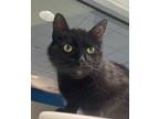 Adopt Mya a Domestic Shorthair / Mixed cat in Golden, CO (41443425)