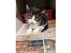 Adopt Dick AKA Richard a Domestic Shorthair / Mixed (short coat) cat in