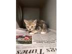 Adopt Cali a Domestic Shorthair / Mixed (short coat) cat in Giddings