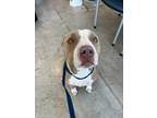 Adopt sable a Pit Bull Terrier, Mixed Breed